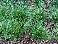 Capriccio Sea Oats / Stipa lessingiana 